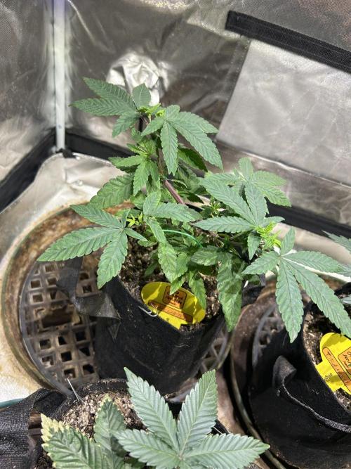 OSS - Blackwater. Week 9 - 12/20/25