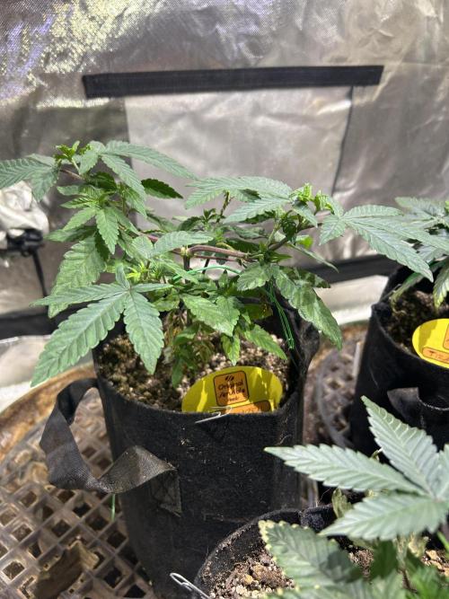 OSS - Blackwater. Week 9