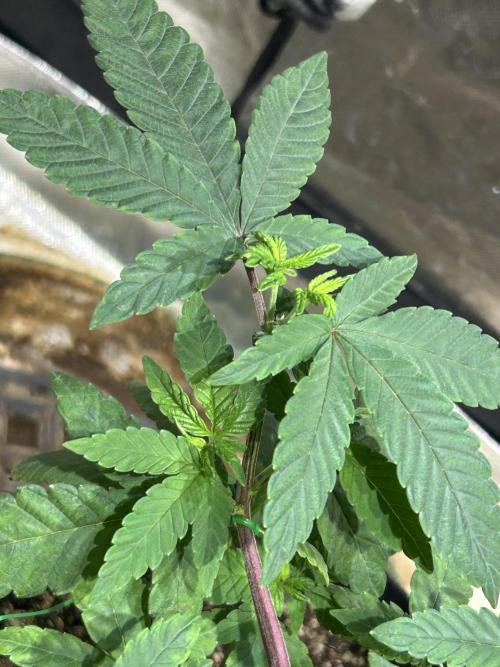 OSS - Blackwater. Week 9