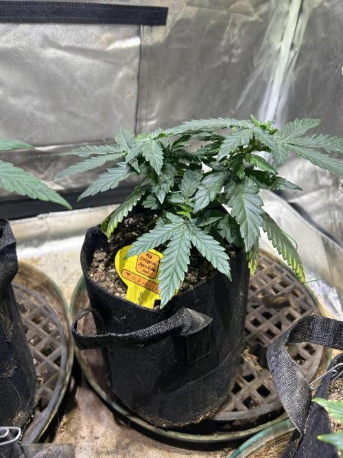 OSS - Tiramisu. Week 9 - 12/20/25