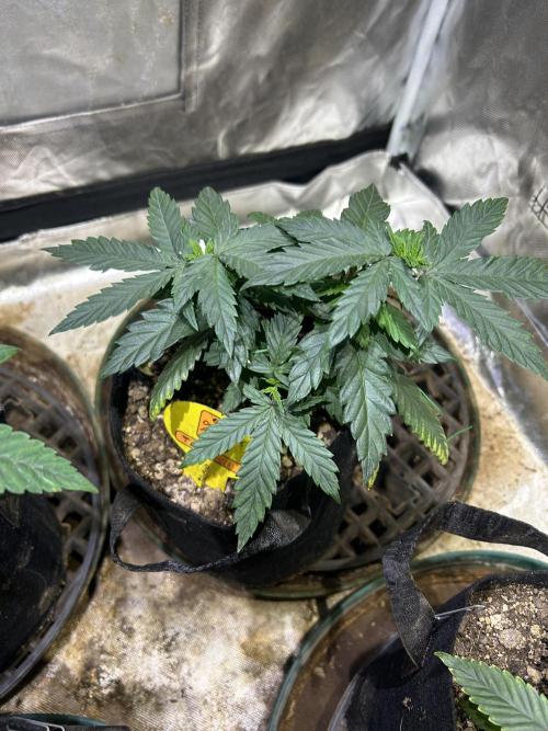 OSS - Tiramisu. Week 9