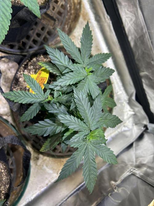 OSS - Tiramisu. Week 9