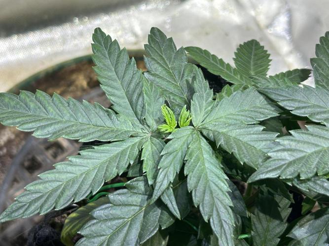 OSS - Tiramisu. Week 9