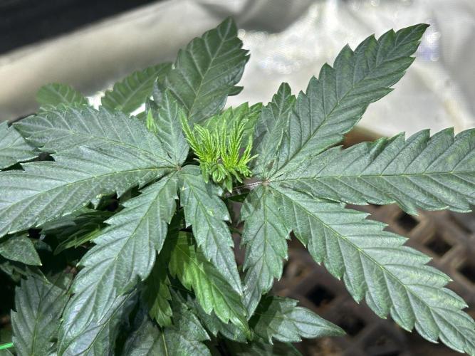 OSS - Tiramisu. Week 9