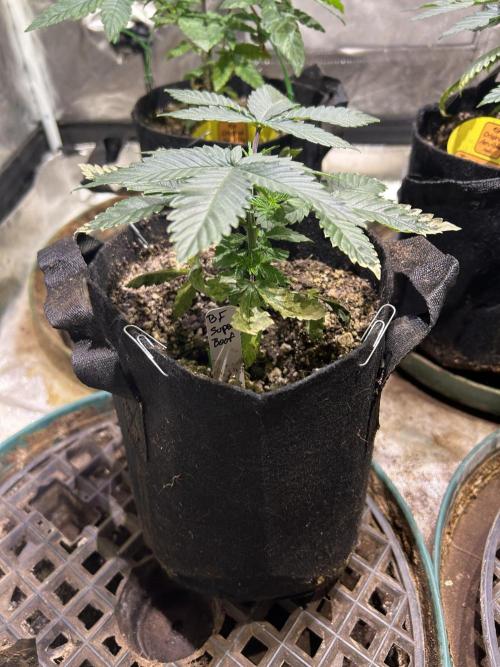 BF - Super Boof. Week 6 - 12/20/25