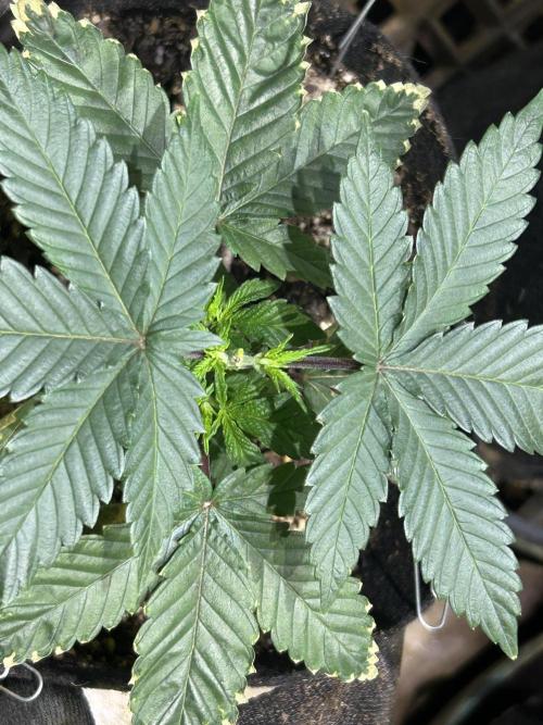 BF - Super Boof. Week 6