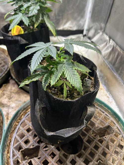 BF - RS11 x Banana OG. Week 6 - 12/20/25