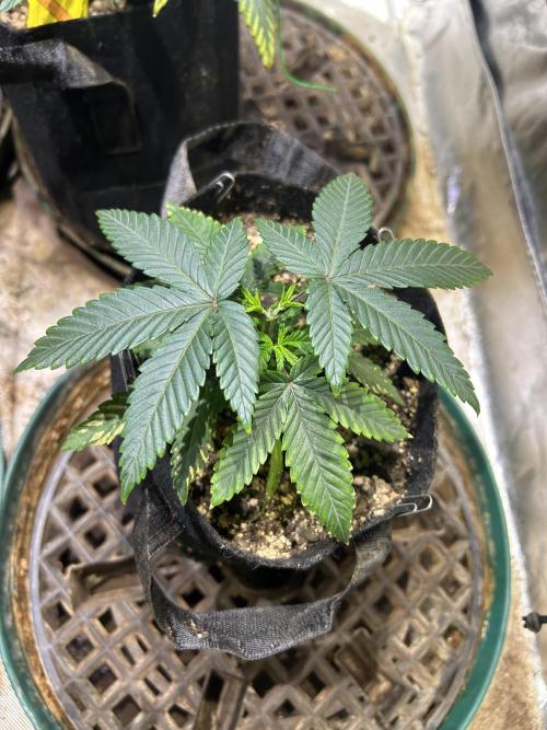 BF - RS11 x Banana OG. Week 6