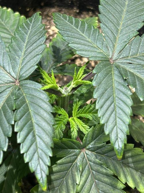 BF - RS11 x Banana OG. Week 6