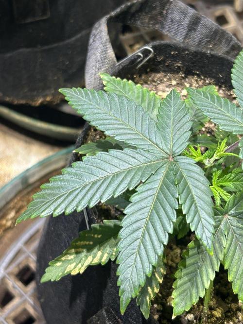 BF - RS11 x Banana OG. Week 6