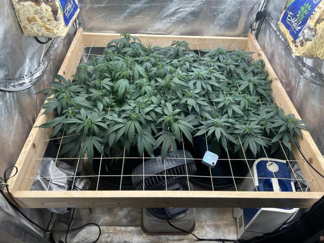 OSS - Do-Si-Dos OG. Week 16 - 12/20/25