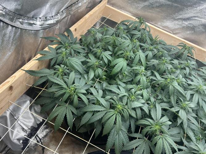 OSS - Do-Si-Dos OG. Week 16