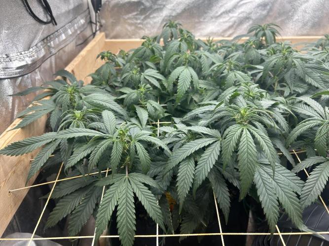 OSS - Do-Si-Dos OG. Week 16