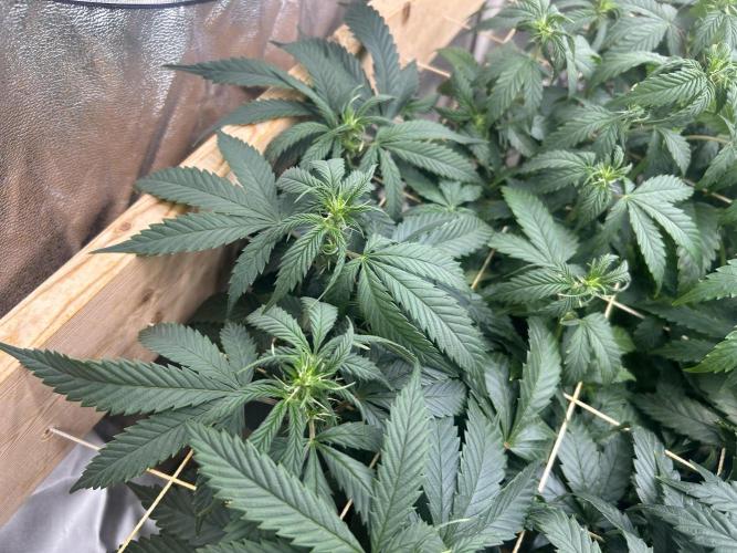 OSS - Do-Si-Dos OG. Week 16