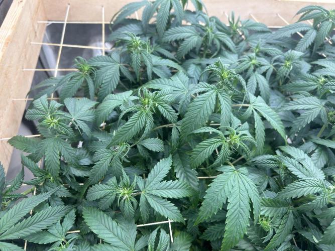 OSS - Do-Si-Dos OG. Week 16