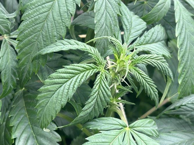 OSS - Do-Si-Dos OG. Week 16