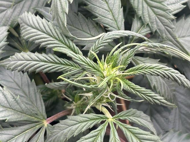 OSS - Do-Si-Dos OG. Week 16