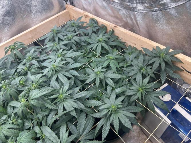 OSS - Sherbet Moonrocks. Week 16