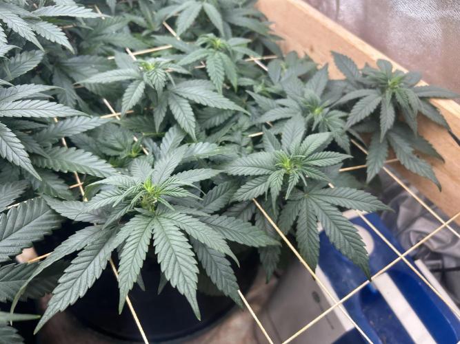 OSS - Sherbet Moonrocks. Week 16