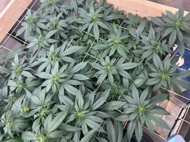 OSS - Sherbet Moonrocks. Week 16