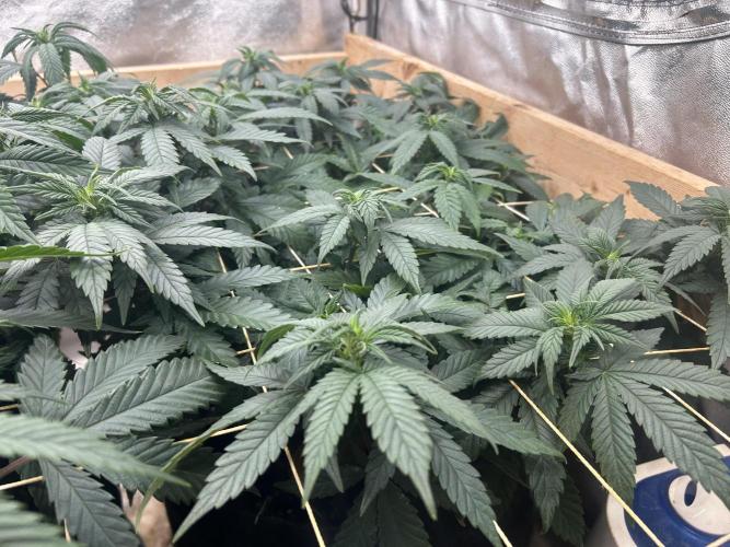 OSS - Sherbet Moonrocks. Week 16