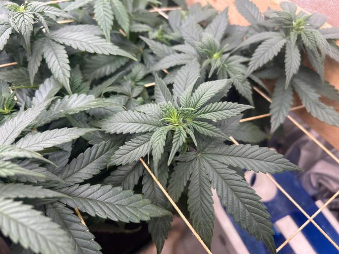 OSS - Sherbet Moonrocks. Week 16