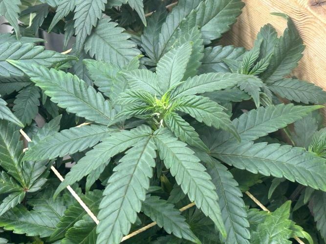 OSS - Sherbet Moonrocks. Week 16