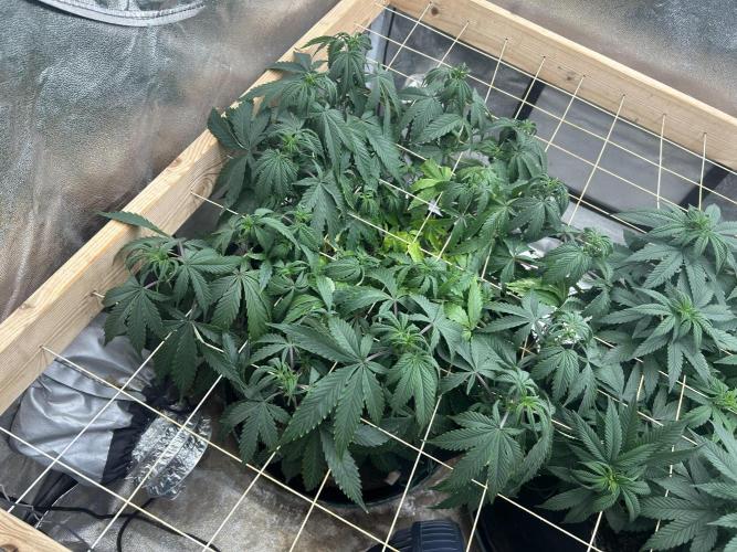 Kannabia - Pink Gelato. Week 16