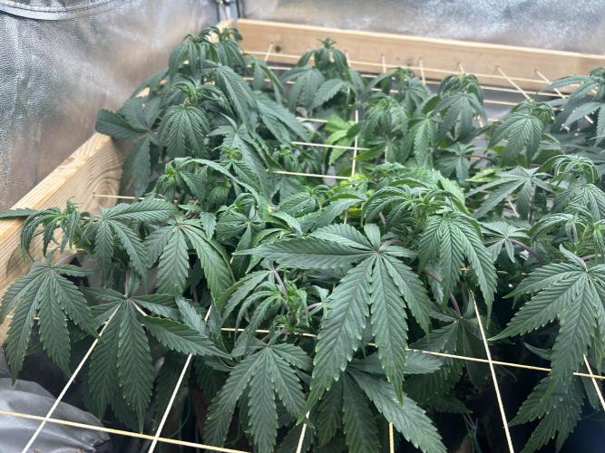 Kannabia - Pink Gelato. Week 16