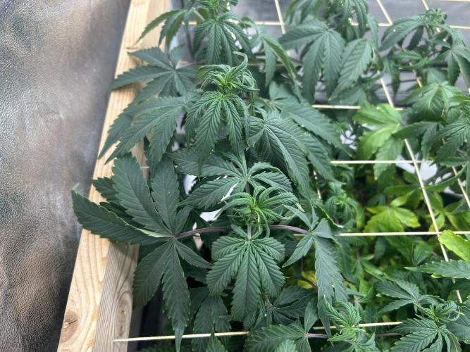 Kannabia - Pink Gelato. Week 16