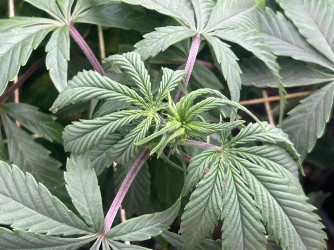 Kannabia - Pink Gelato. Week 16