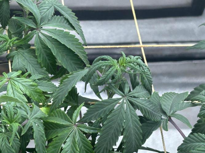 Kannabia - Pink Gelato. Week 16