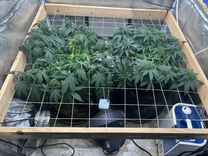 Kannabia - Apple Fritter. Week 16 - 12/20/25