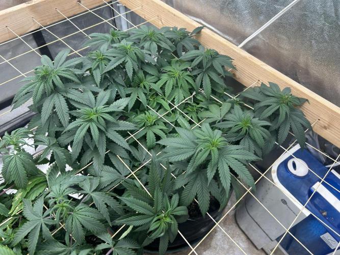 Kannabia - Apple Fritter. Week 16