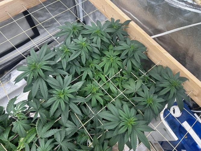 Kannabia - Apple Fritter. Week 16