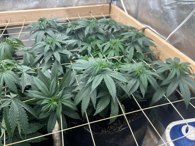 Kannabia - Apple Fritter. Week 16