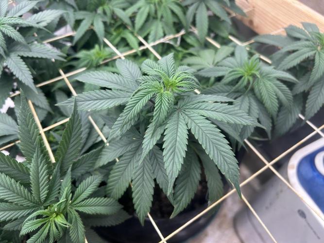 Kannabia - Apple Fritter. Week 16