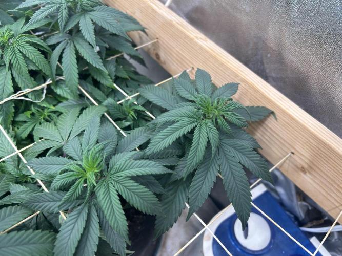 Kannabia - Apple Fritter. Week 16