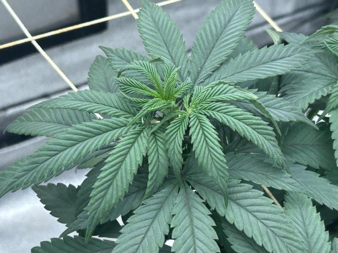 Kannabia - Apple Fritter. Week 16