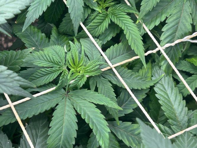 Kannabia - Apple Fritter. Week 16