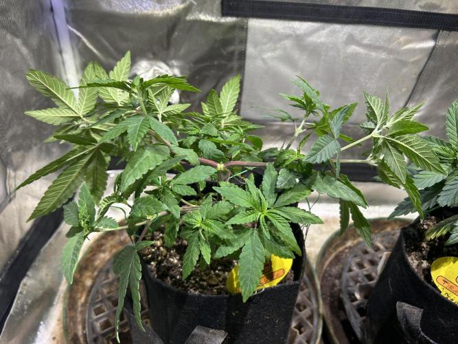 OSS - Blackwater. Week 10 - 12/27/25