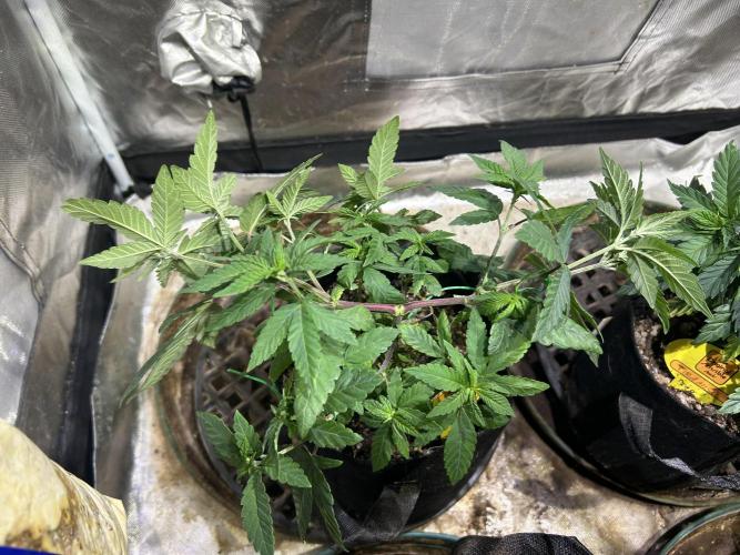 OSS - Blackwater. Week 10