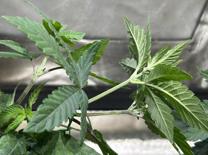 OSS - Blackwater. Week 10