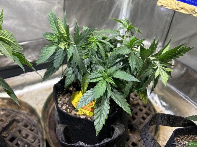 OSS - Tiramisu. Week 10 - 12/27/25