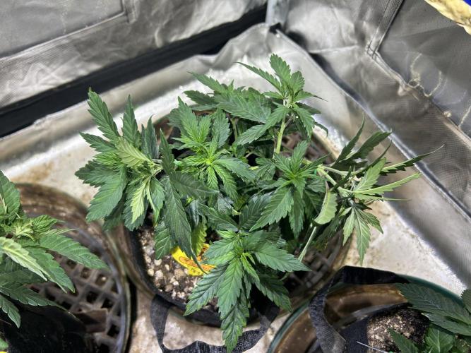 OSS - Tiramisu. Week 10