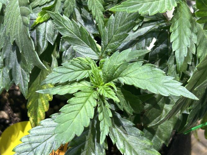 OSS - Tiramisu. Week 10