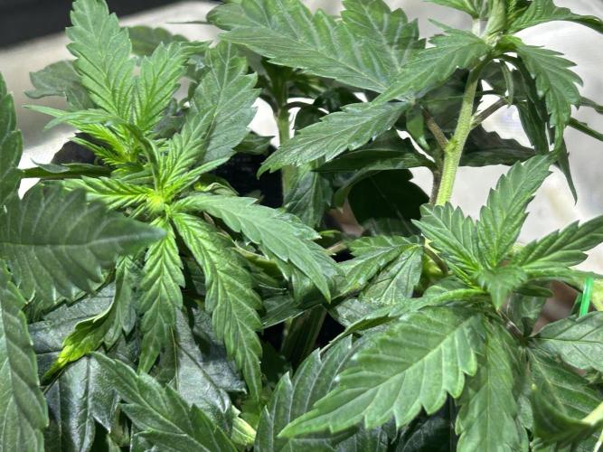 OSS - Tiramisu. Week 10