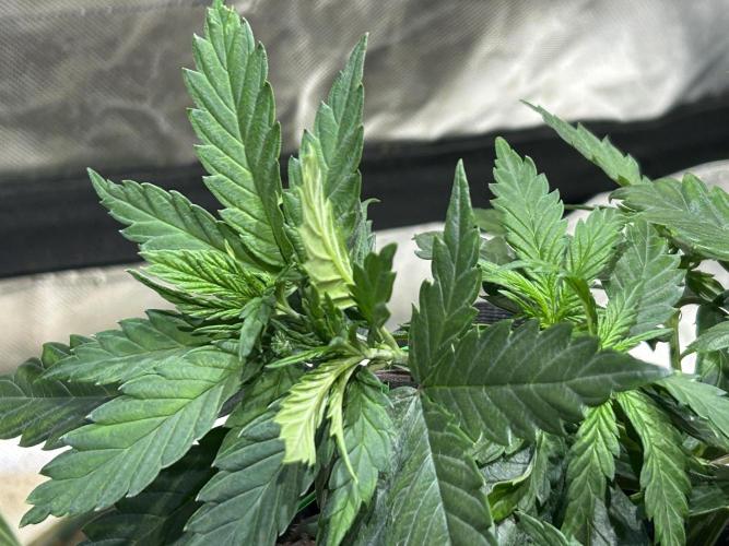 OSS - Tiramisu. Week 10