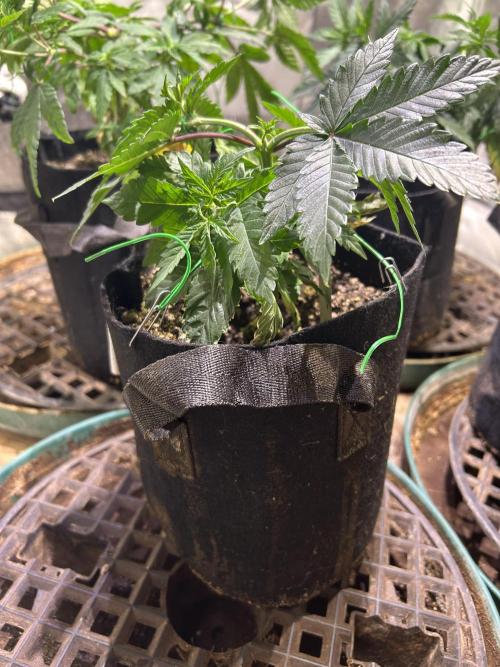 BF - Super Boof. Week 7 - 12/27/25