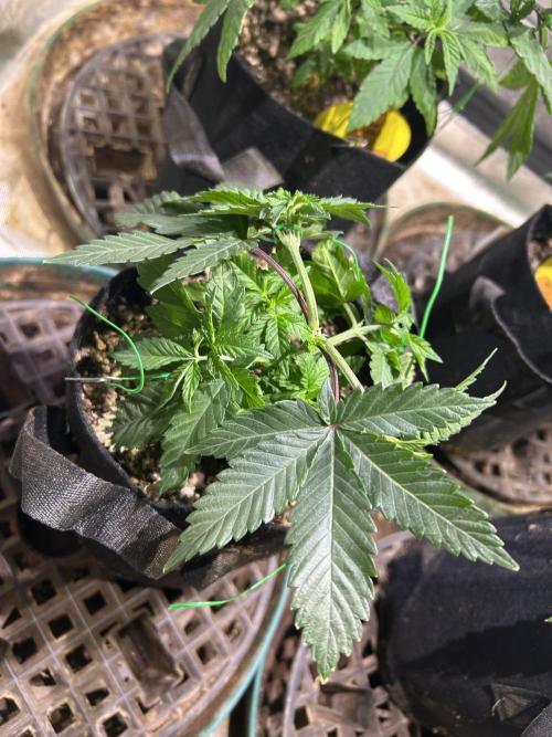 BF - Super Boof. Week 7